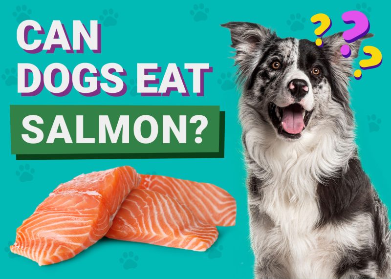 Can Dogs Eat_salmon