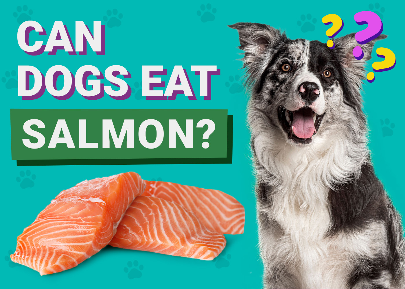 Can Dogs Eat_salmon
