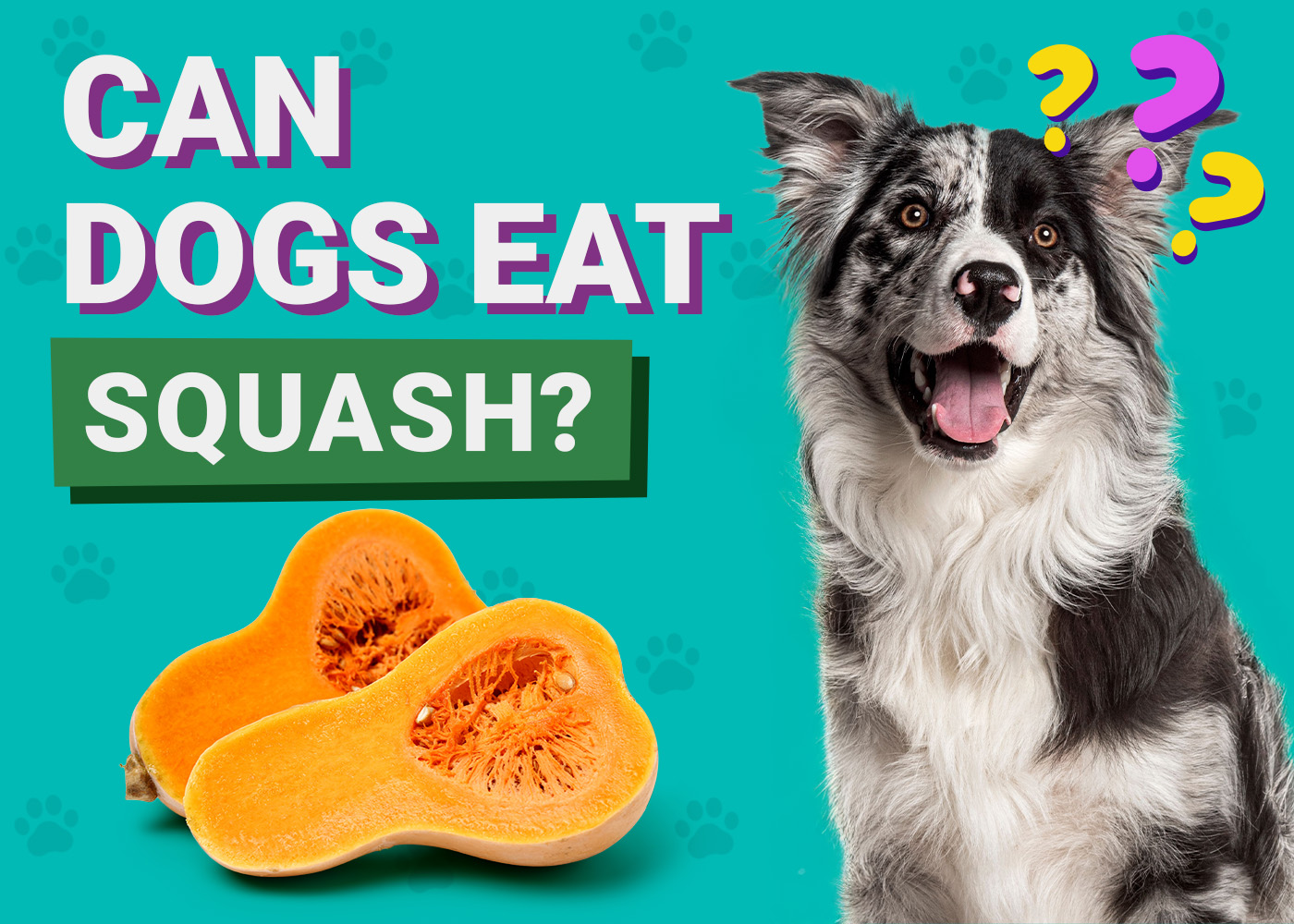Can Dogs Eat_squash