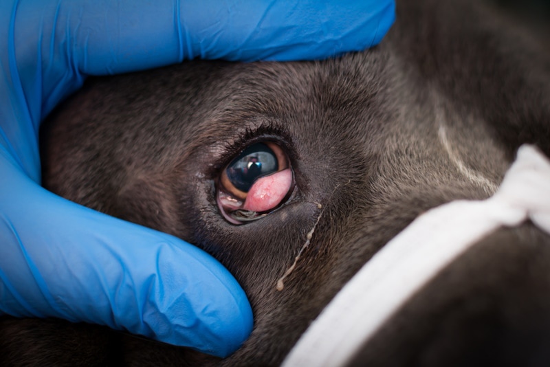 Cane corso with cherry eye being looked at by the vet