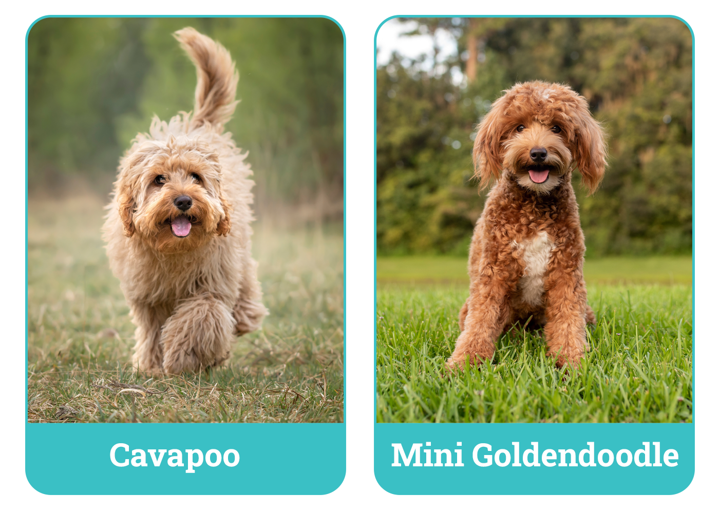 Cavapoo vs Mini Goldendoodle