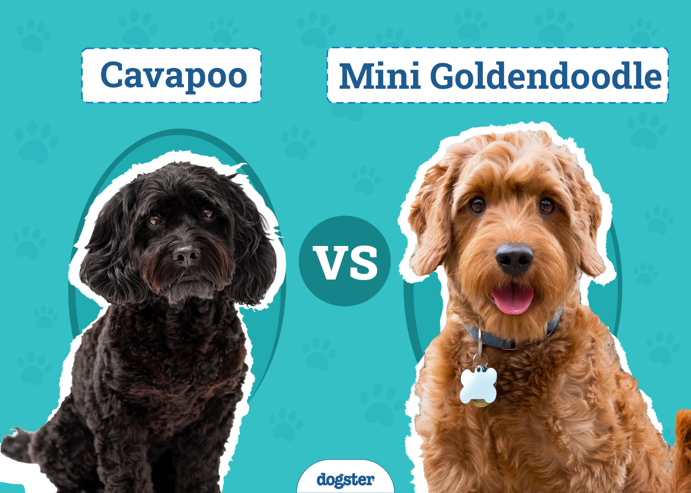 Cavapoo vs Mini Goldendoodle