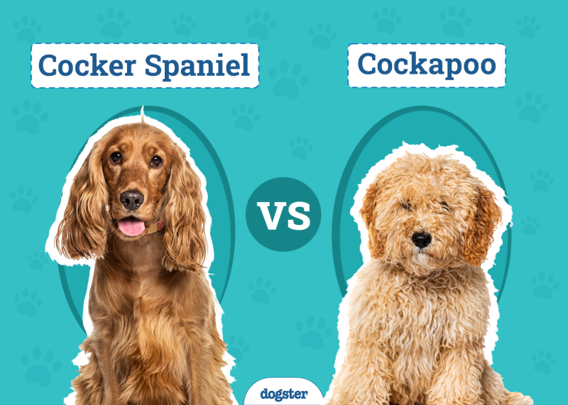 Cocker Spaniel vs Cockapoo