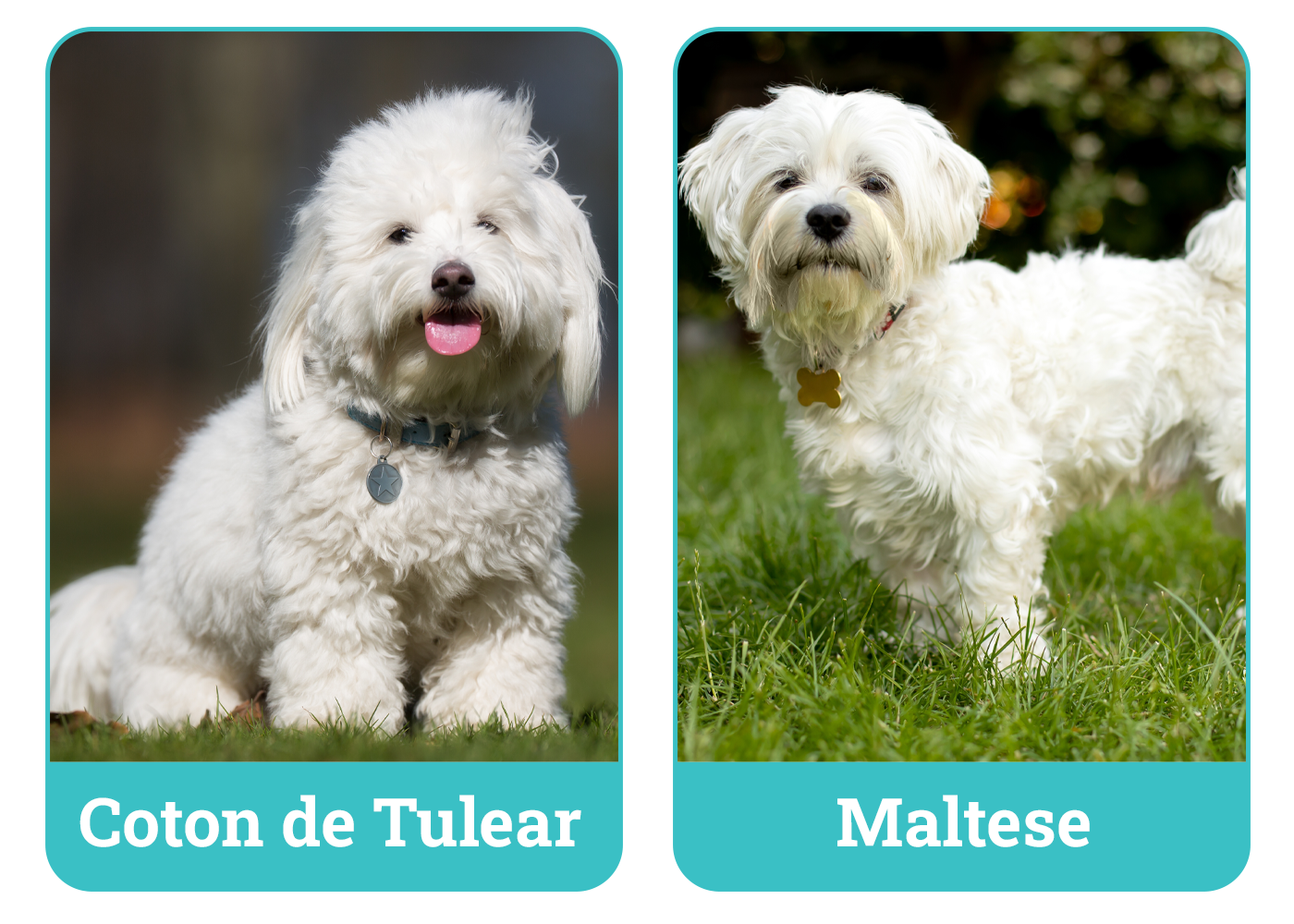 Coton de Tulear vs Maltese