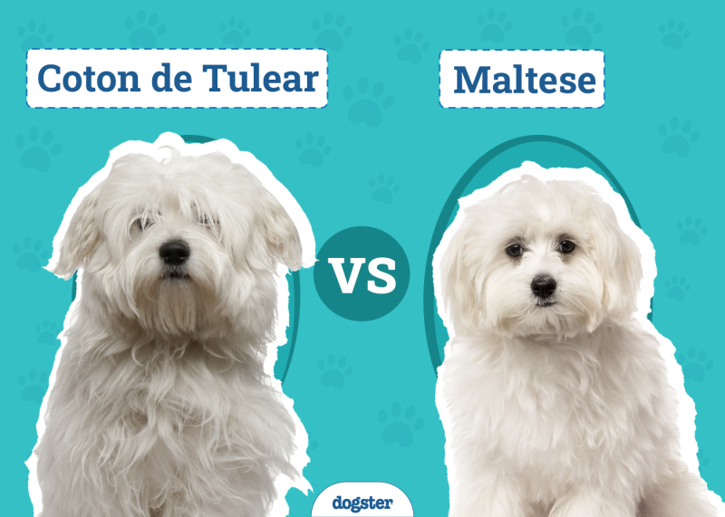 Coton de Tulear vs Maltese