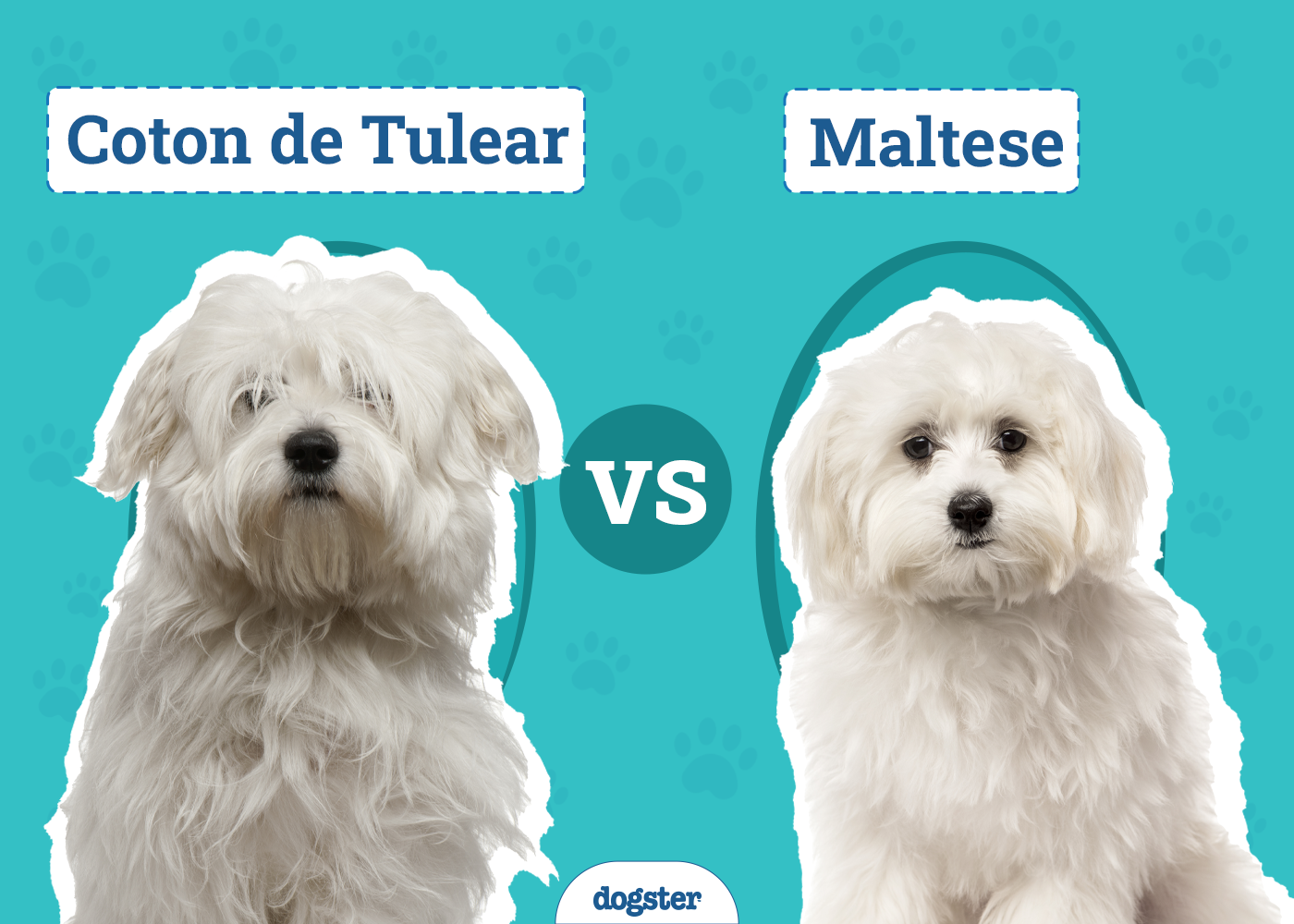 Coton de Tulear vs Maltese