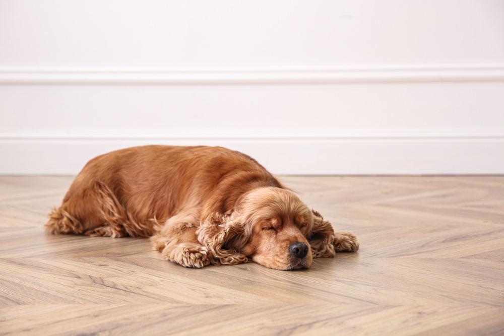 Cute Cocker Spaniel dog lying on warm floor indoors