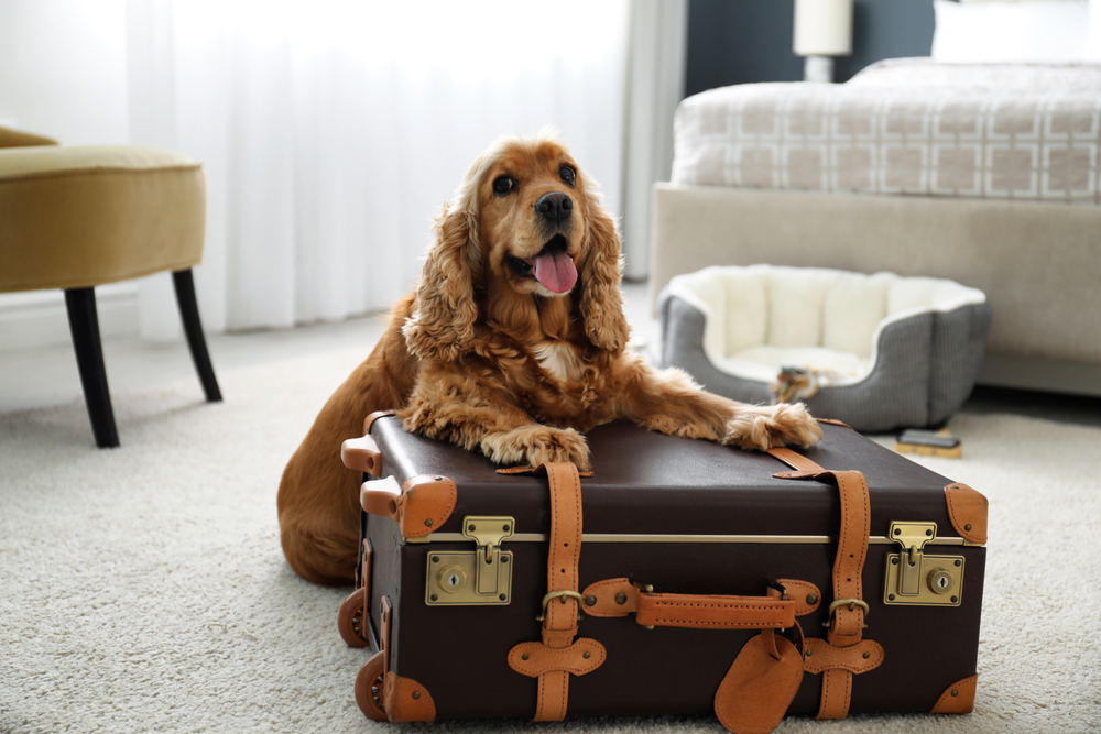 Cute English Cocker Spaniel and suitcase indoors