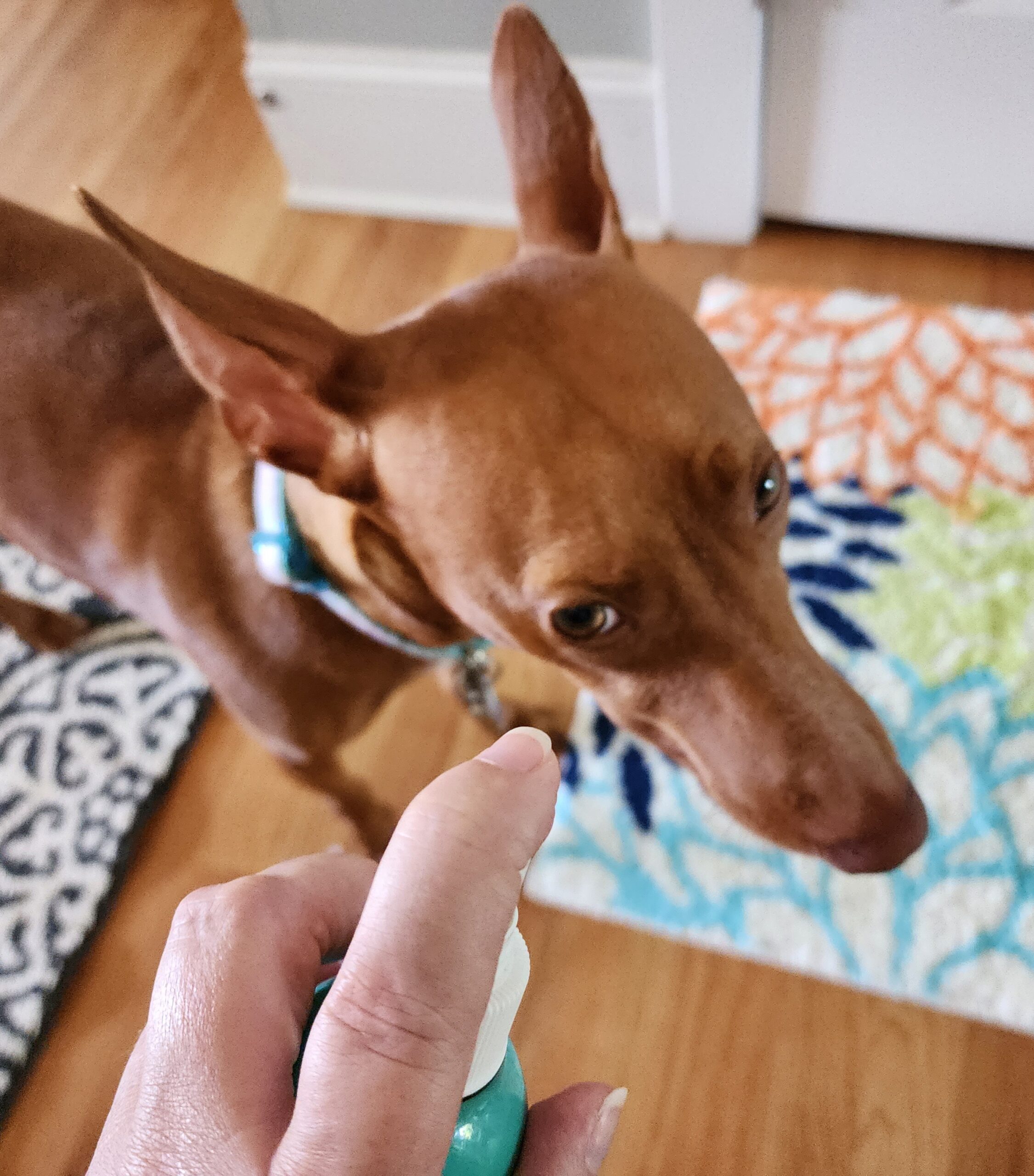 5 Best Dog Mouthwashes & Dental Rinses in 2024 Reviews & Top Picks Dogster