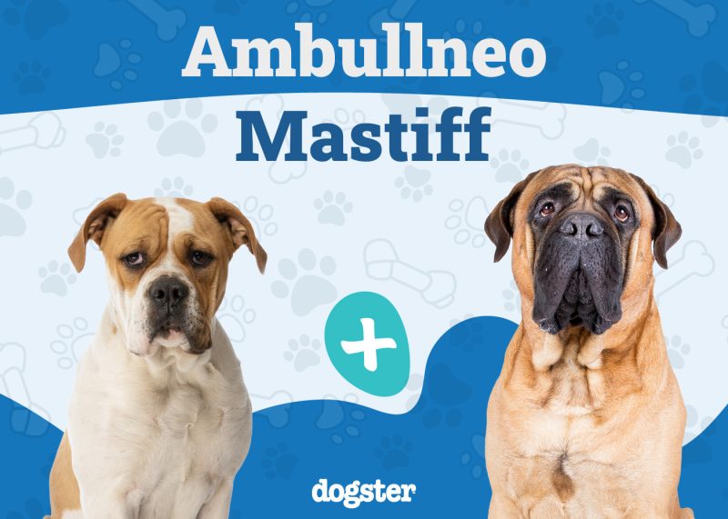 Dogster_Ambullneo Mastiff Breed_v1_Mar 10 2025 (1)