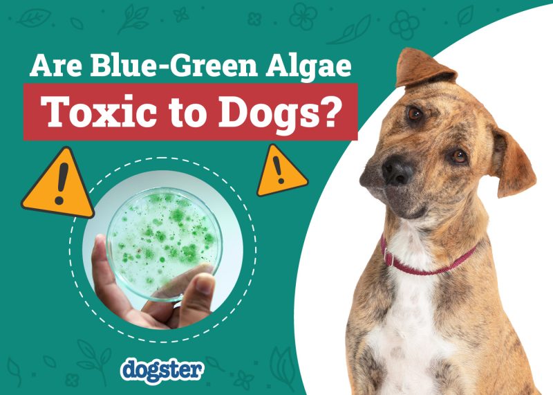 Dogster_Are Blue-Green Algae Toxic to Dogs