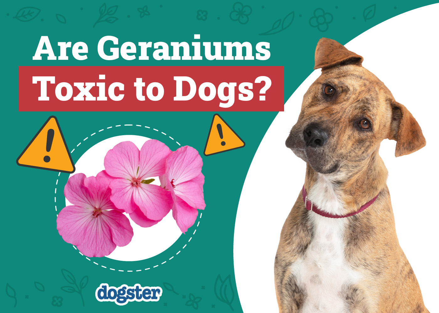 geranium-plant-care