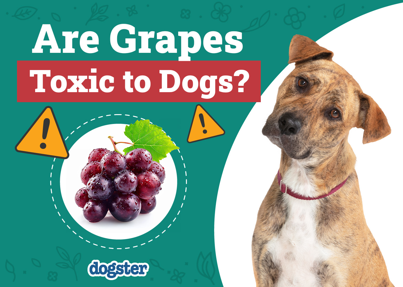 Dogster_Are Grapes Toxic to Dogs