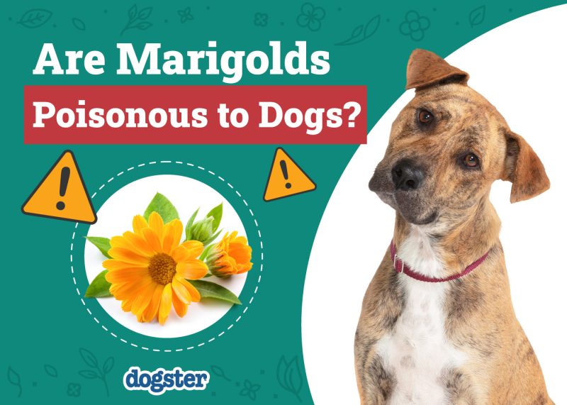 Dogster_Are Marigolds Poisonous to Dogs