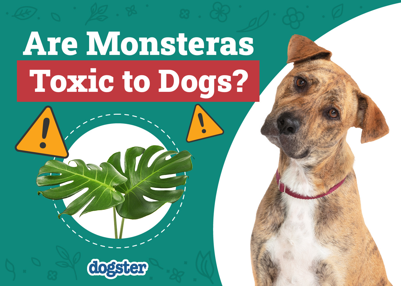 Dogster_Are Monsteras Toxic to Dogs