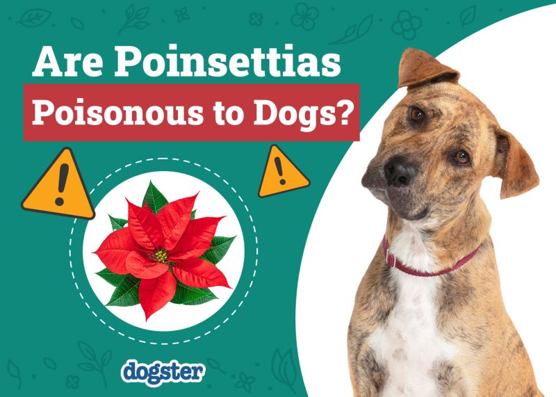 Dogster_Are Poinsettias Poisonous to Dogs