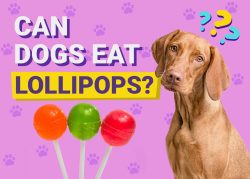 Can Dogs Eat Lollipops? Vet-Reviewed Facts & FAQ – Dogster