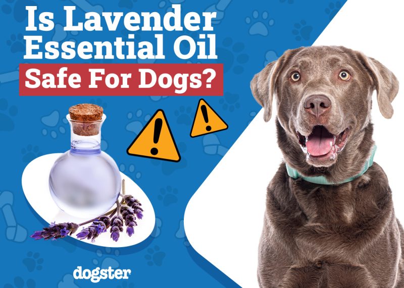 Dogster_Is Lavender Essential Oil Safe for Dogs