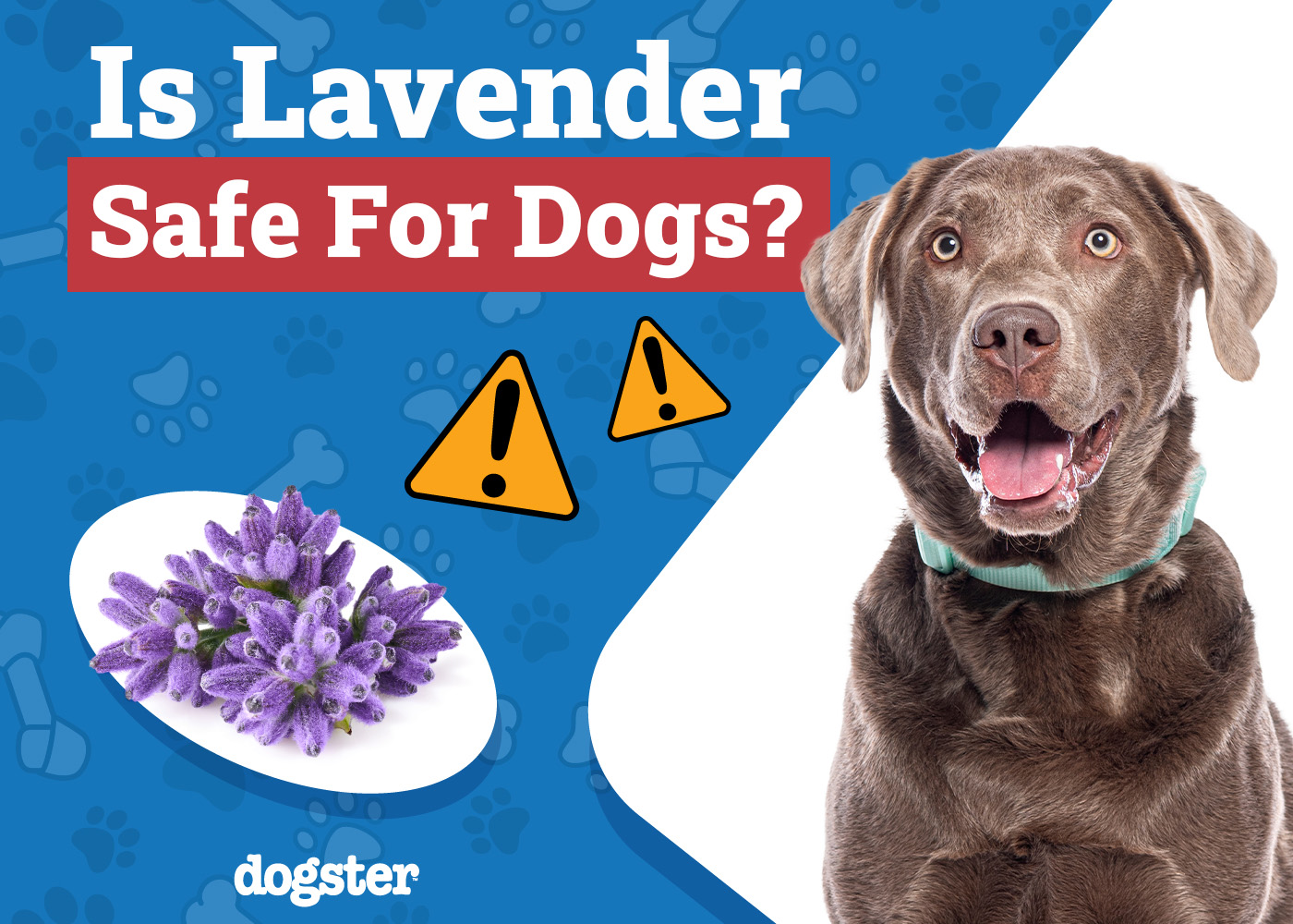 Dogster_Is Lavender Safe for Dogs