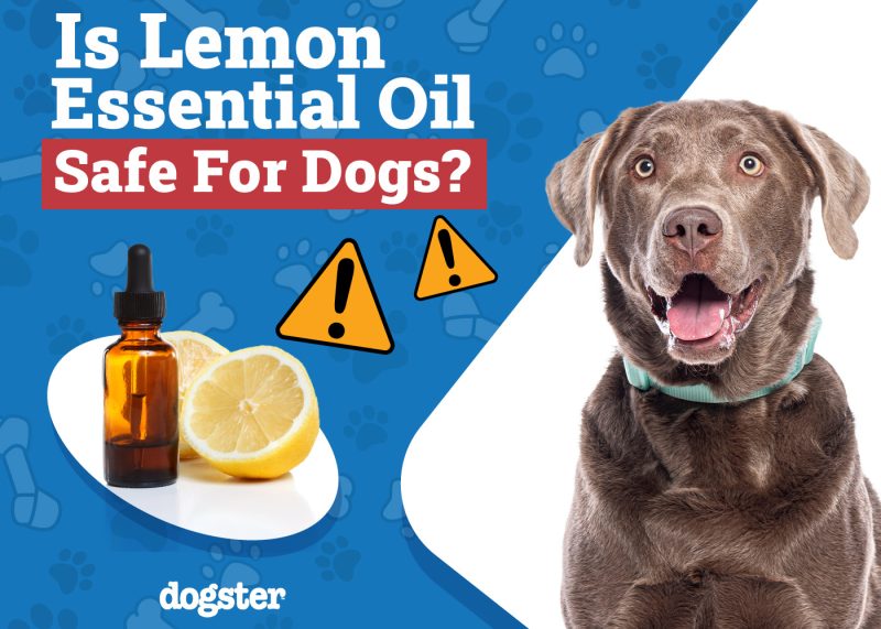 Dogster_Is Lemon Essential Oil Safe for Dogs
