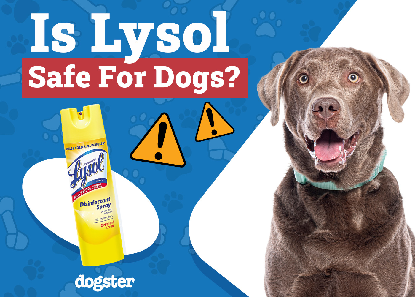 Dogster_Is Lysol Safe for Dogs