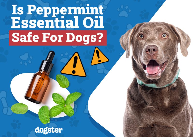 Dogster_Is Peppermint Essential Oil Safe for Dogs