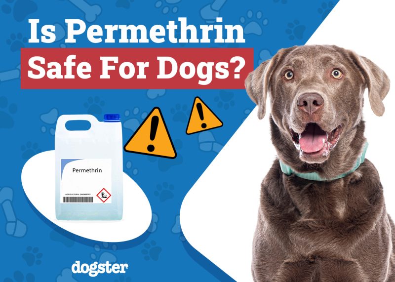 Dogster_Is Permethrin Safe for Dogs