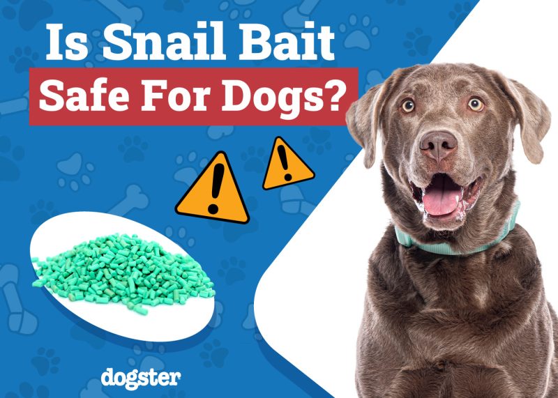 Dogster_Is Snail Bait Safe for Dogs