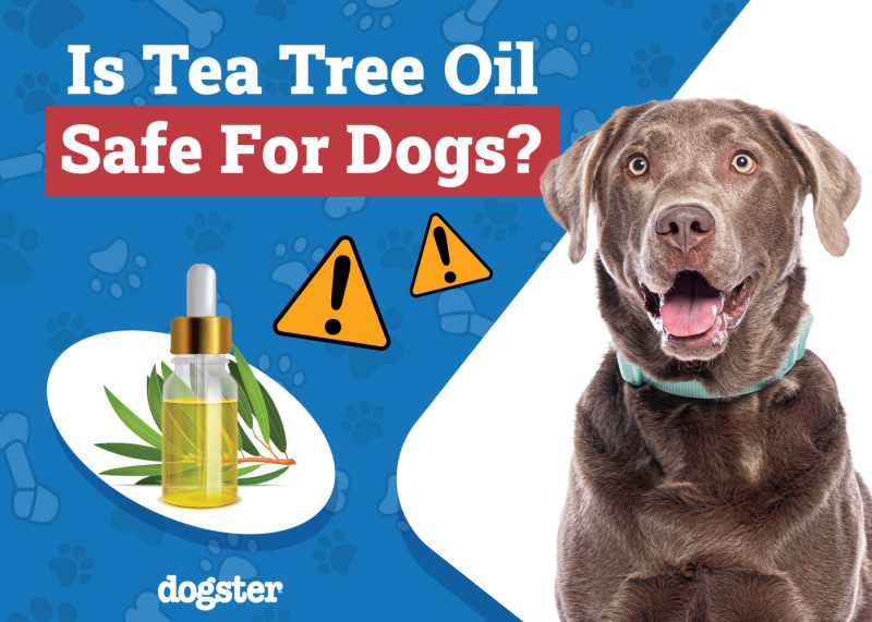 Dogster_Is Tea Tree Oil Safe for Dogs
