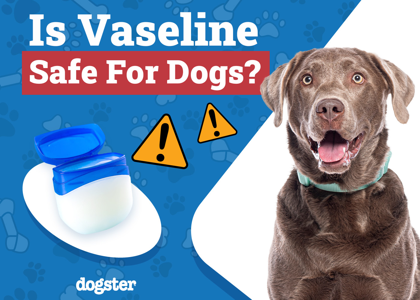 Dogster_Is Vaseline Safe for Dogs