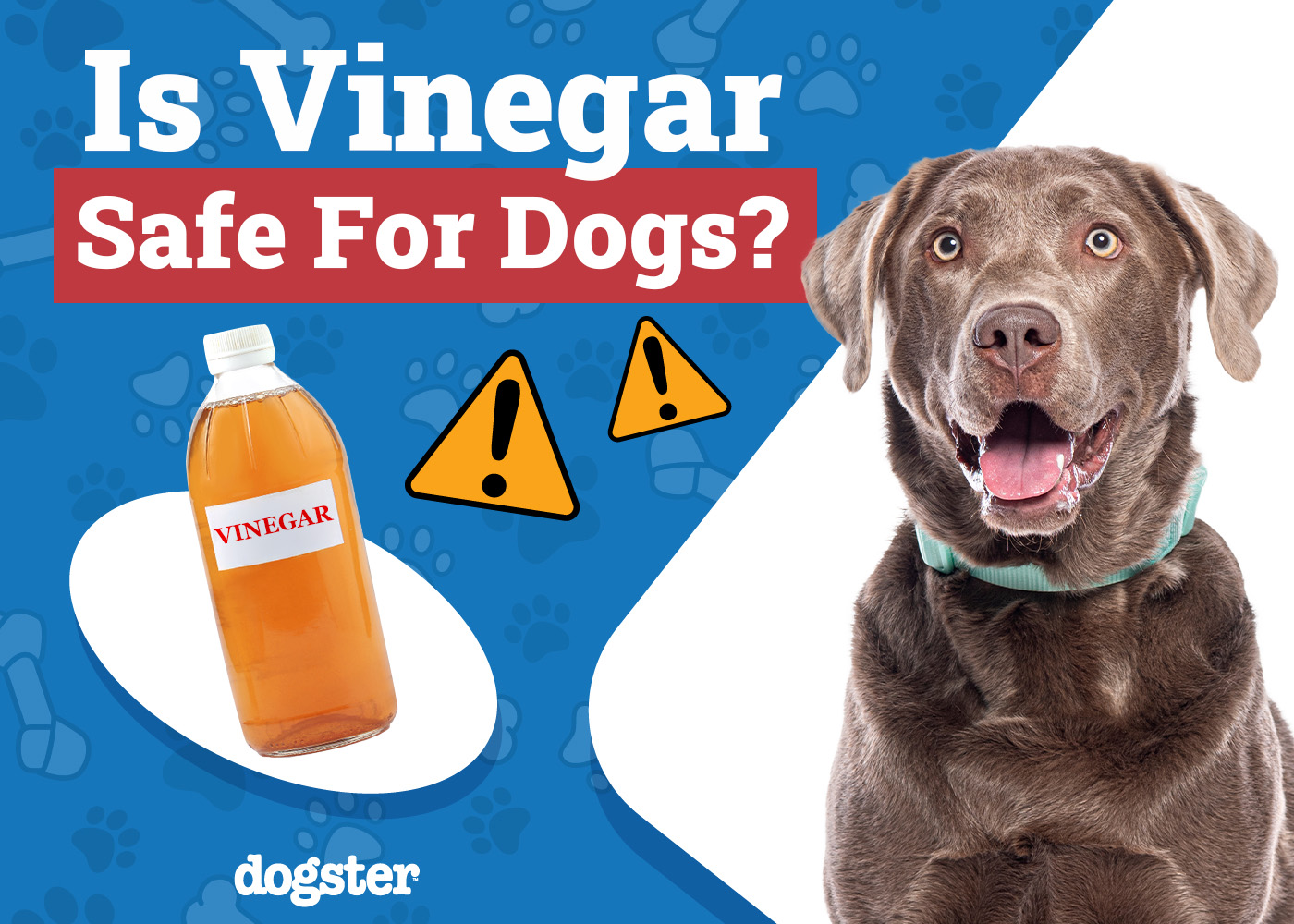Dogster_Is Vinegar Safe for Dogs