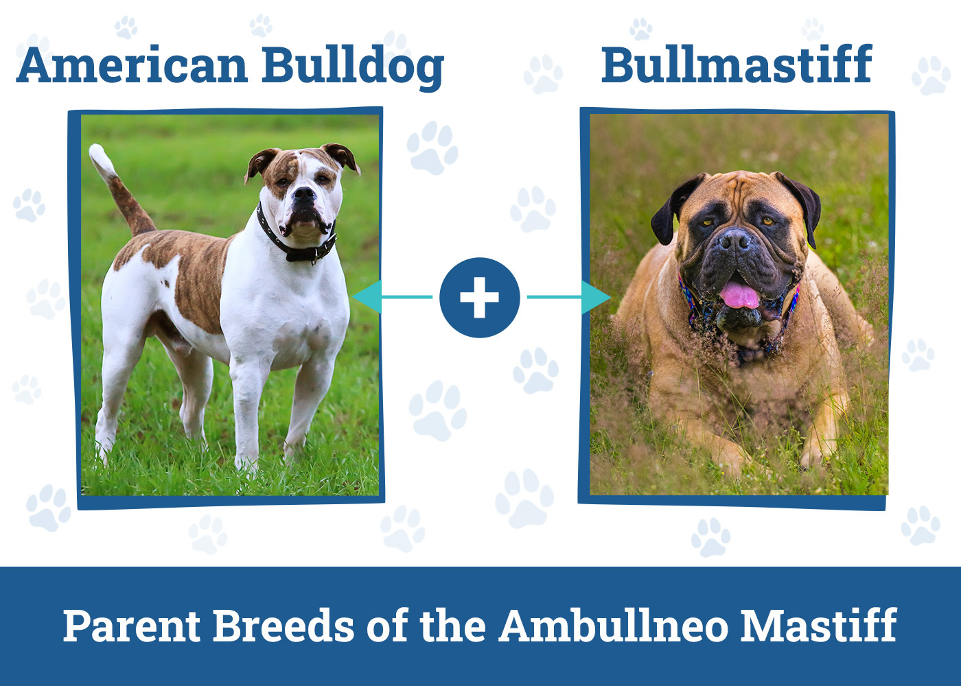 Dogster_Parent Breeds of the Ambullneo Mastiff_v1-2_Apr 2 2025