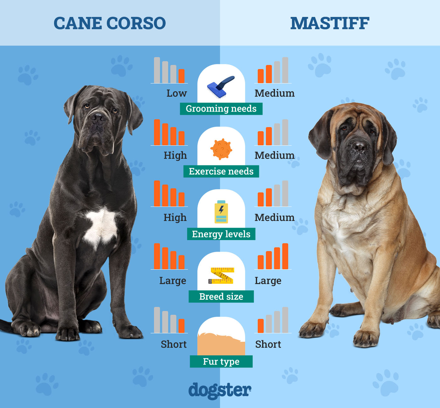 Dogster_Side by Side Comparison_ Cane Corso vs Mastiff