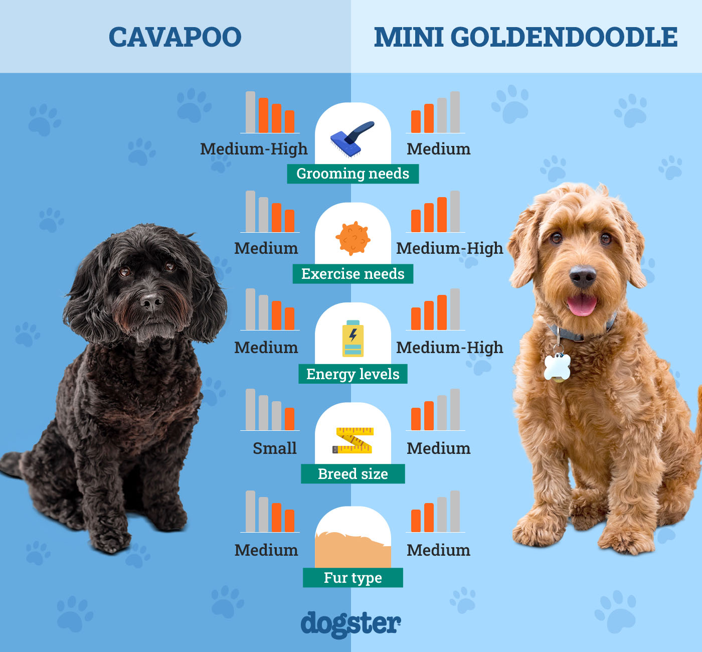 Dogster_Side by Side Comparison_ Cavapoo vs Mini Goldendoodle