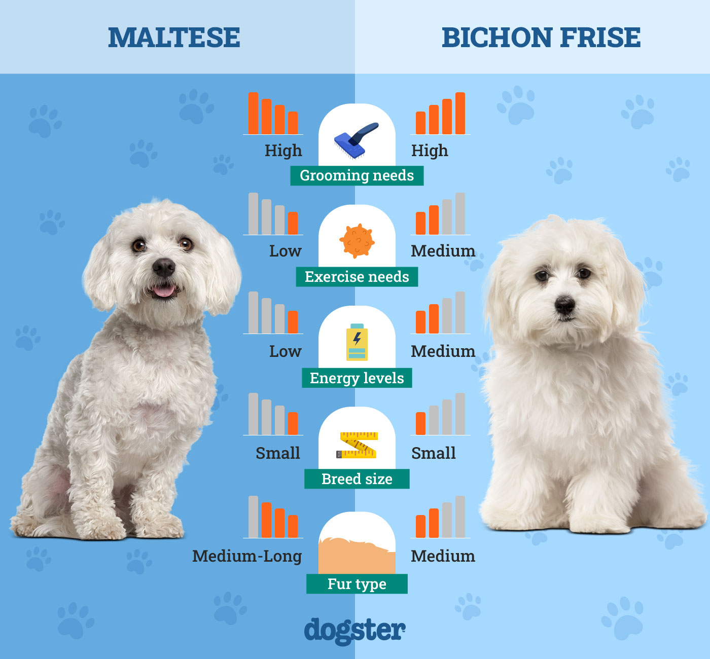Dogster_Side-by-Side-Comparison_Maltese-vs-Bichon-Frise