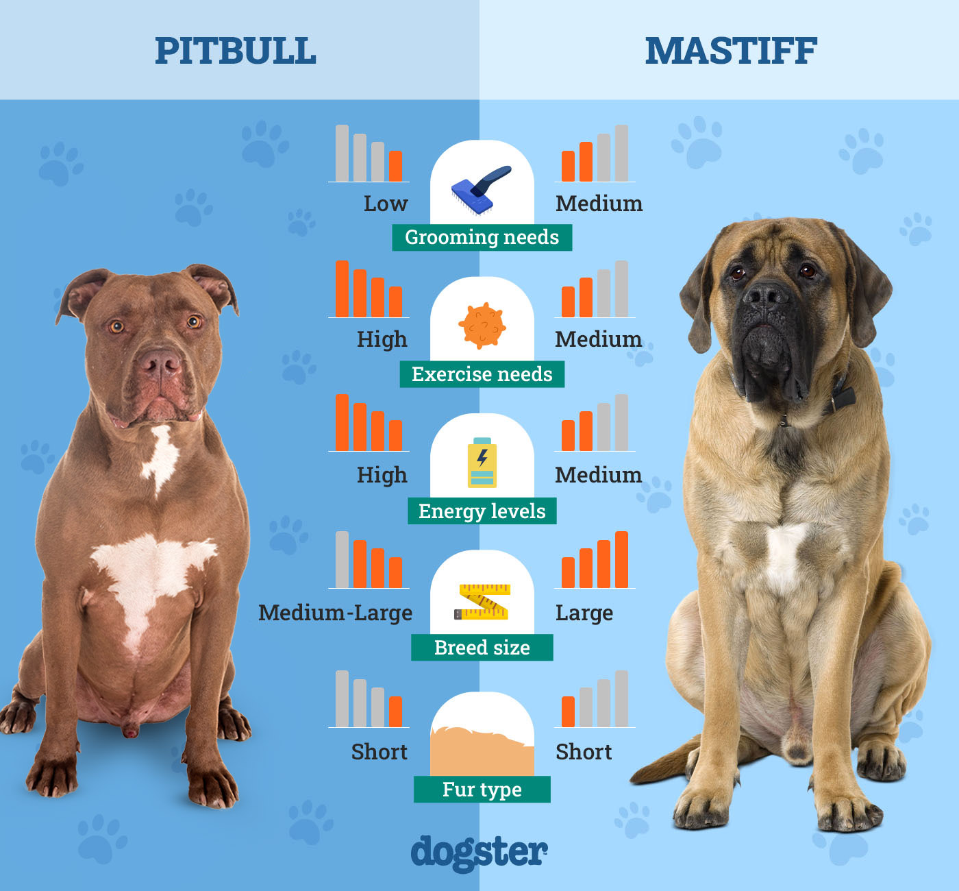Dogster_Side by Side Comparison_Pit Bull vs Mastiff
