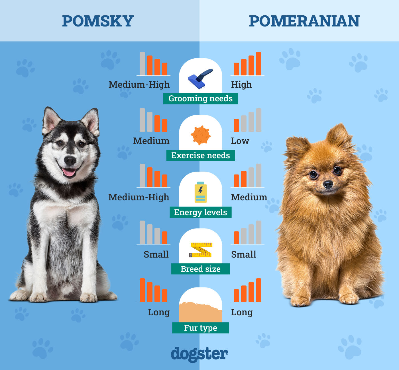 Dogster_Side by Side Comparison_Pomsky vs Pomeranian