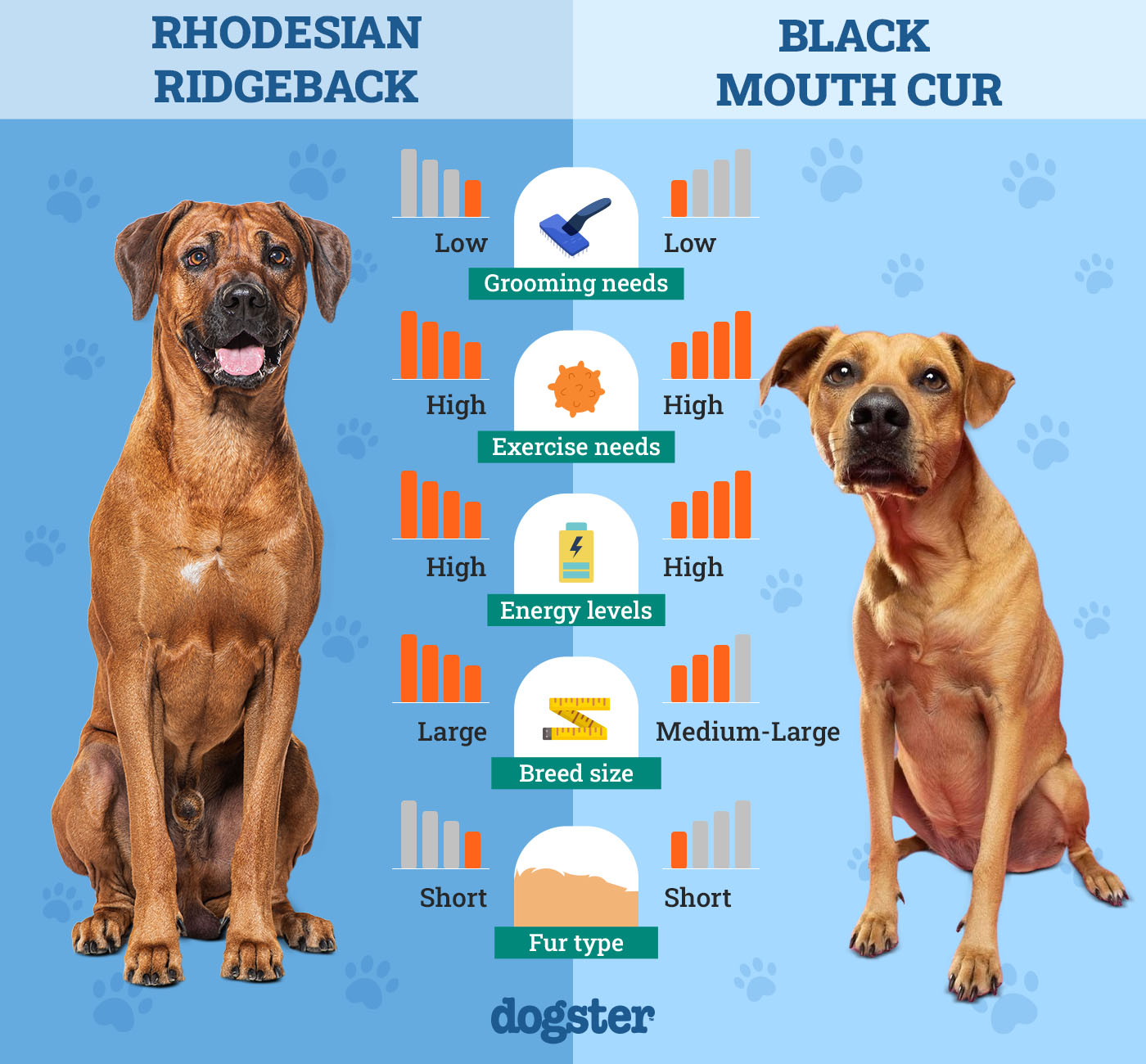 Dogster_Side by Side Comparison_Rhodesian Ridgeback vs Black Mouth Cur