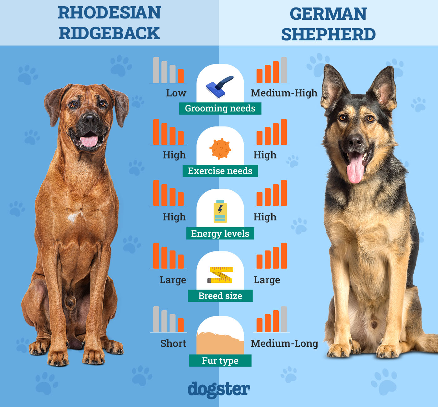 Dogster_Side by Side Comparison_Rhodesian Ridgeback vs German Shepherd