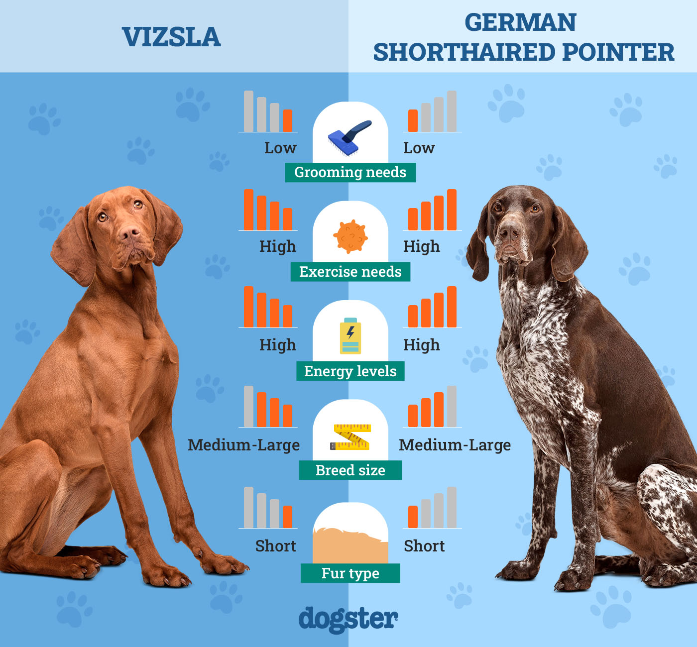 Dogster_Side by Side Comparison_Vizsla vs German Shorthaired Pointer
