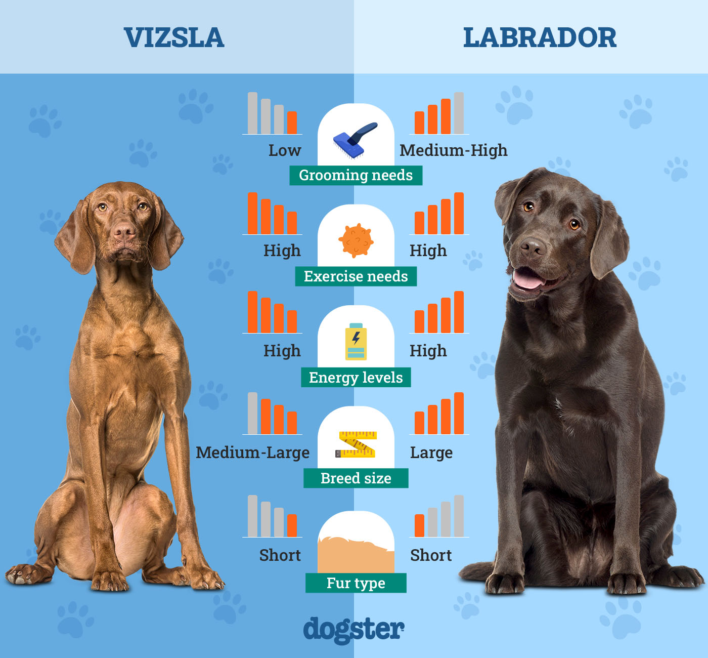 Dogster_Side by Side Comparison_Vizsla vs Labrador