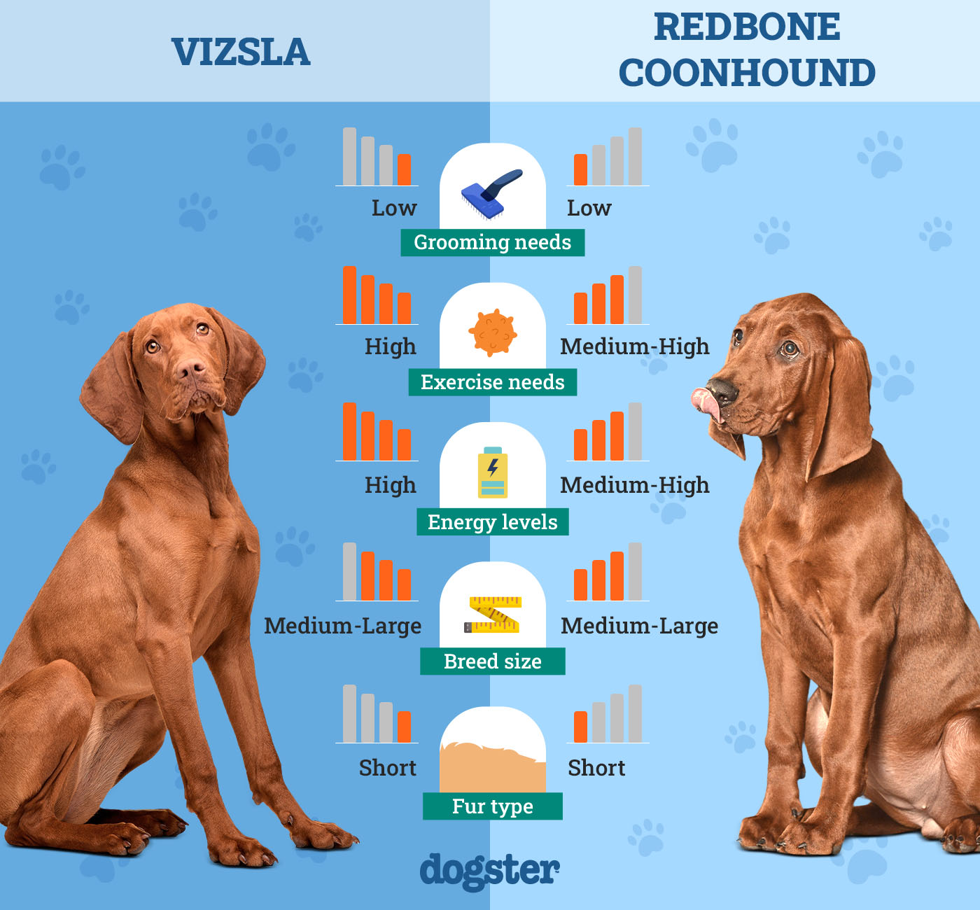 Dogster_Side by Side Comparison_Vizsla vs Redbone Coonhound