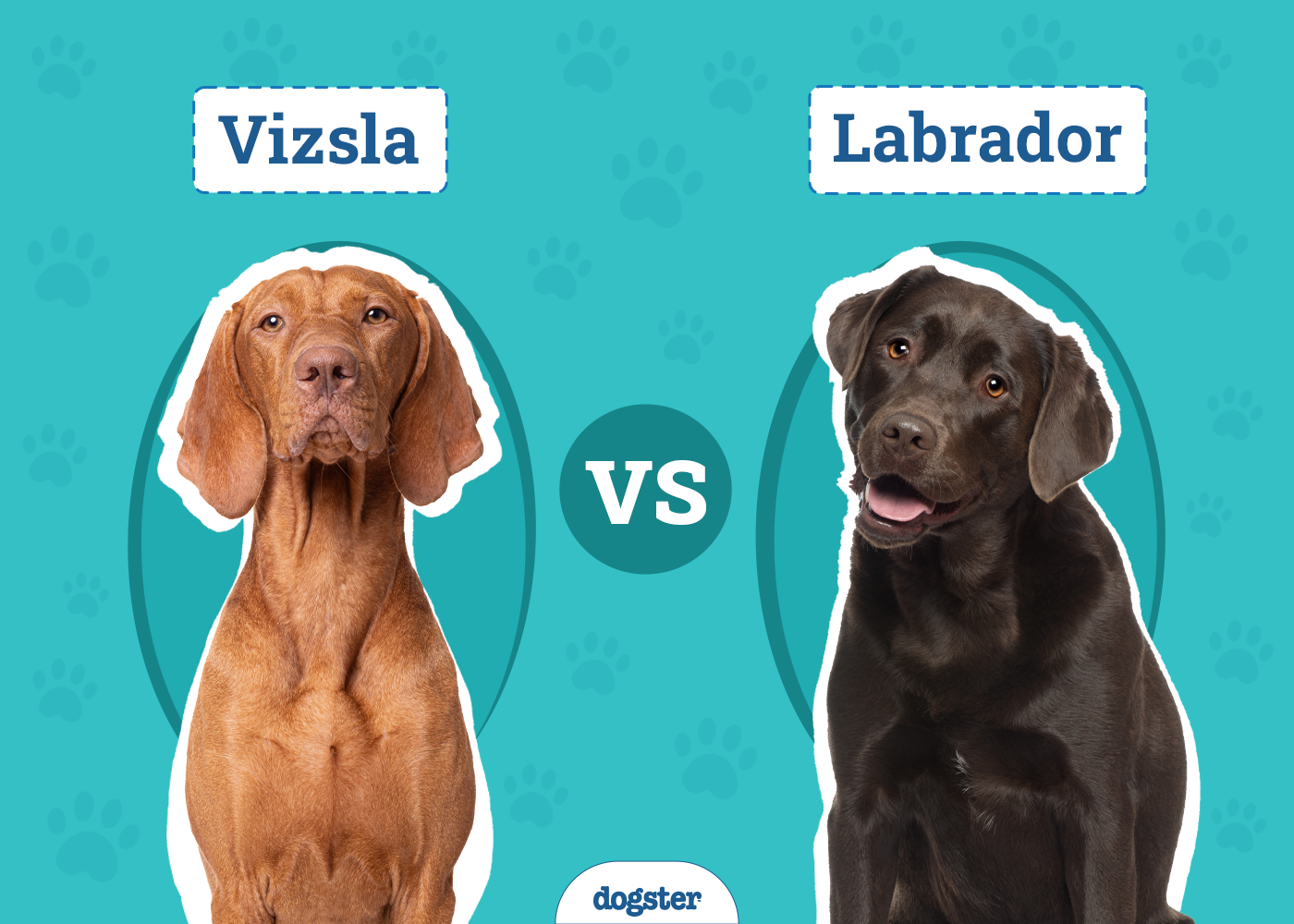 Vizsla vs. Labrador