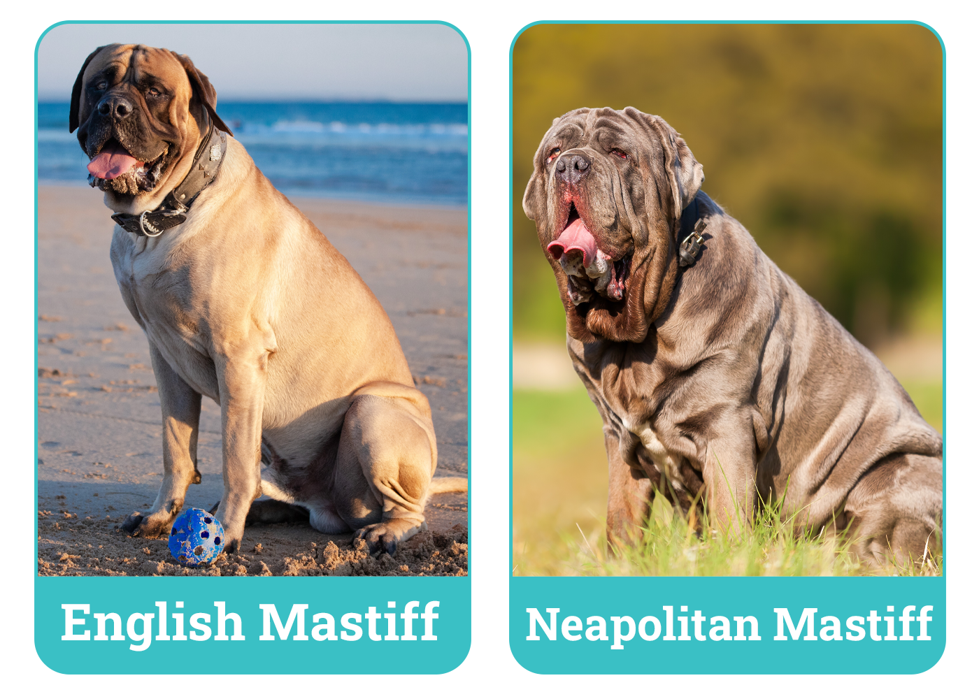 English Mastiff vs Neapolitan Mastiff