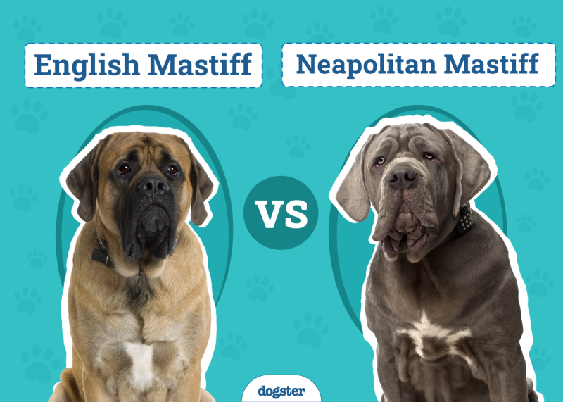 English Mastiff vs Neapolitan Mastiff