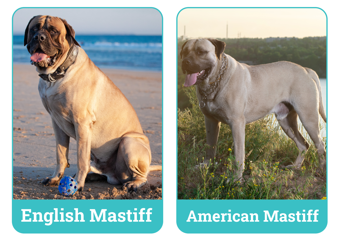 English Mastiff vs. American Mastiff