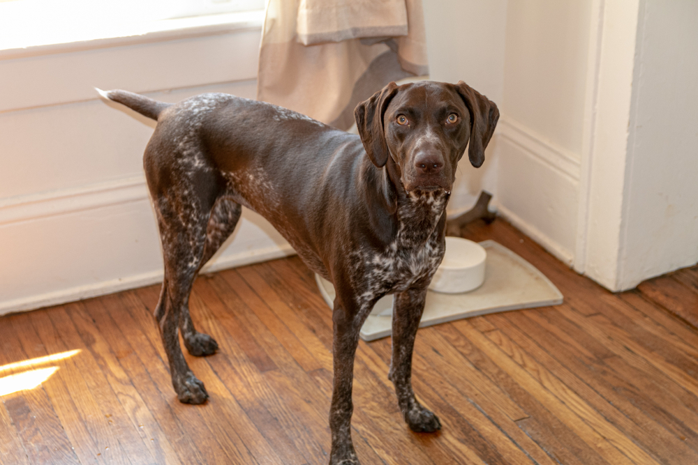 German Short Haired Pointer