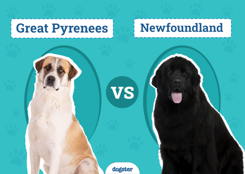 Great Pyrenees vs Newfoundland