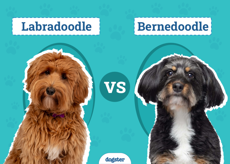 Labradoodle vs. Bernedoodle