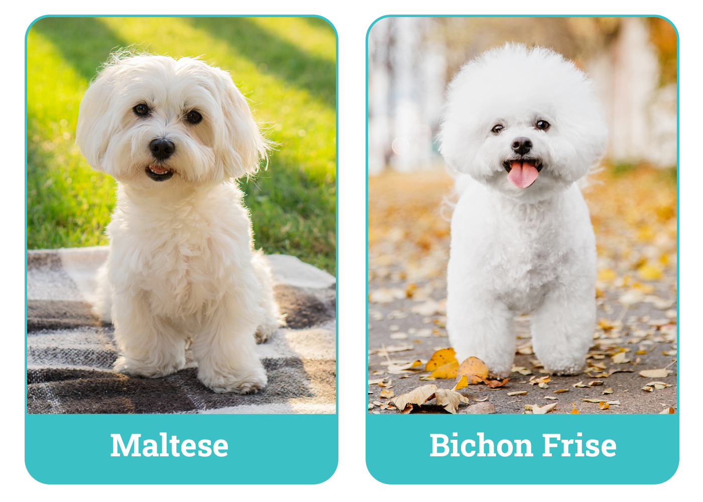 Maltese vs. Bichon Frise